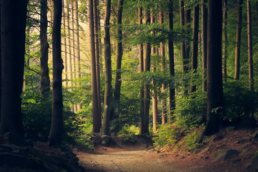Befahrbarer Waldweg durch einen ruhigen Nadelwald