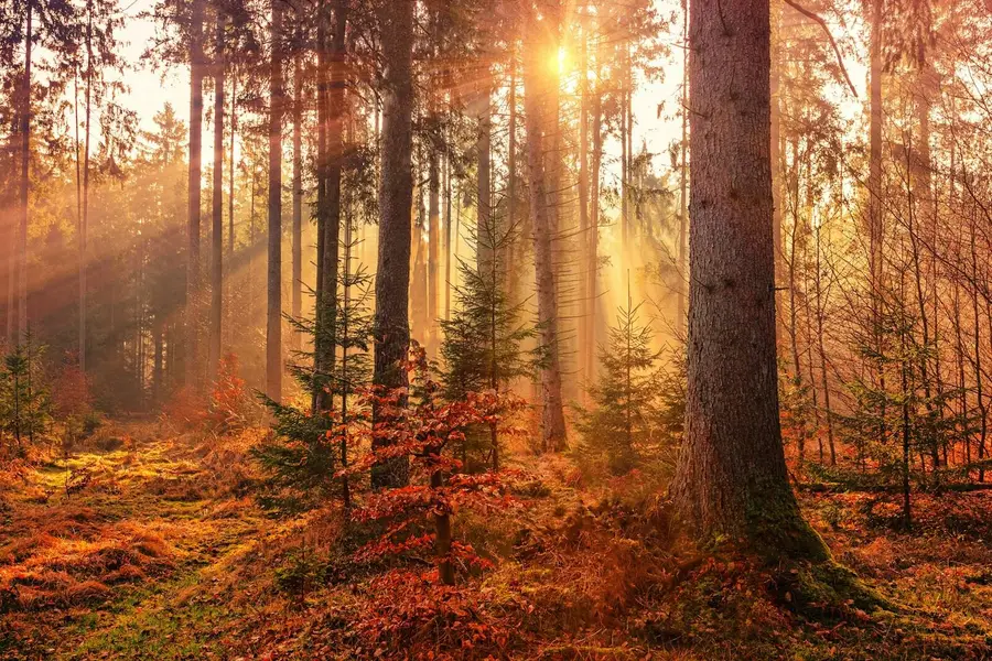 Herbstlicher Mischwald mit Sonnenstrahlen zwischen den Baumstämmen
